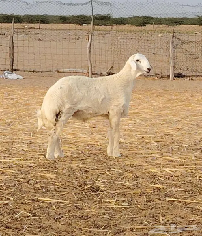 مشروع فحل طيب تم البيع 1