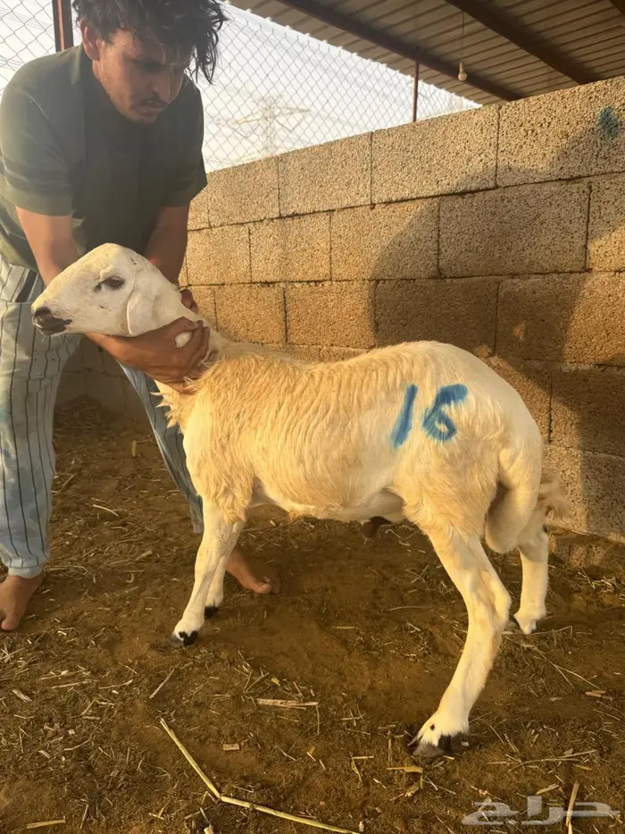 خرفان كباشه أضاحي بلدي 3