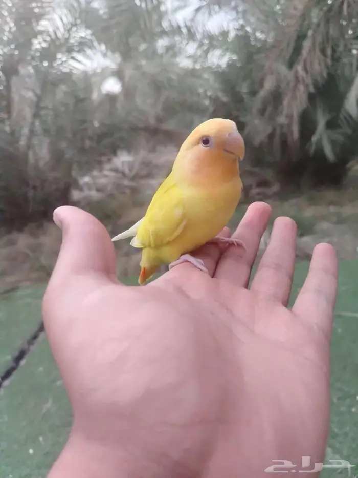 تم البيع. 0