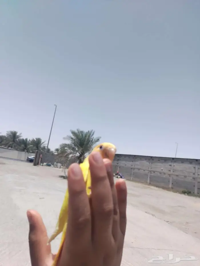تم البيع. 3