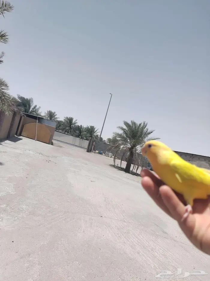 تم البيع. 1