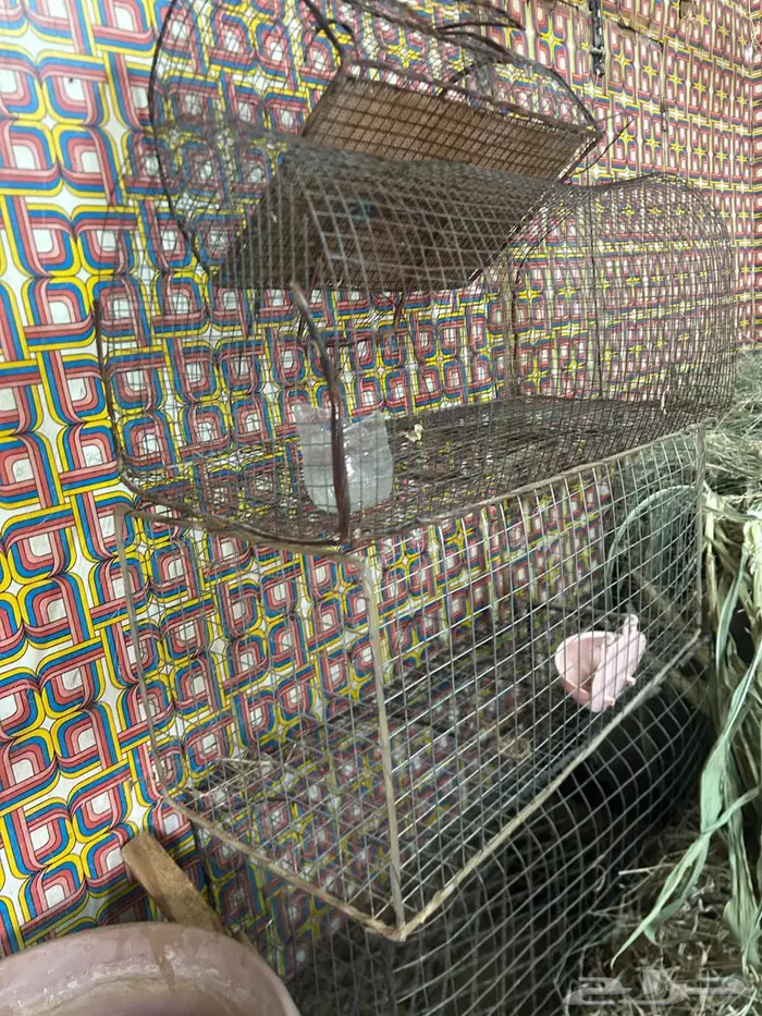 شبوك صغيره 1
