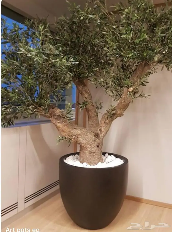 مراكن زرع مودرن فيبر جلاس واسمنتيه 6