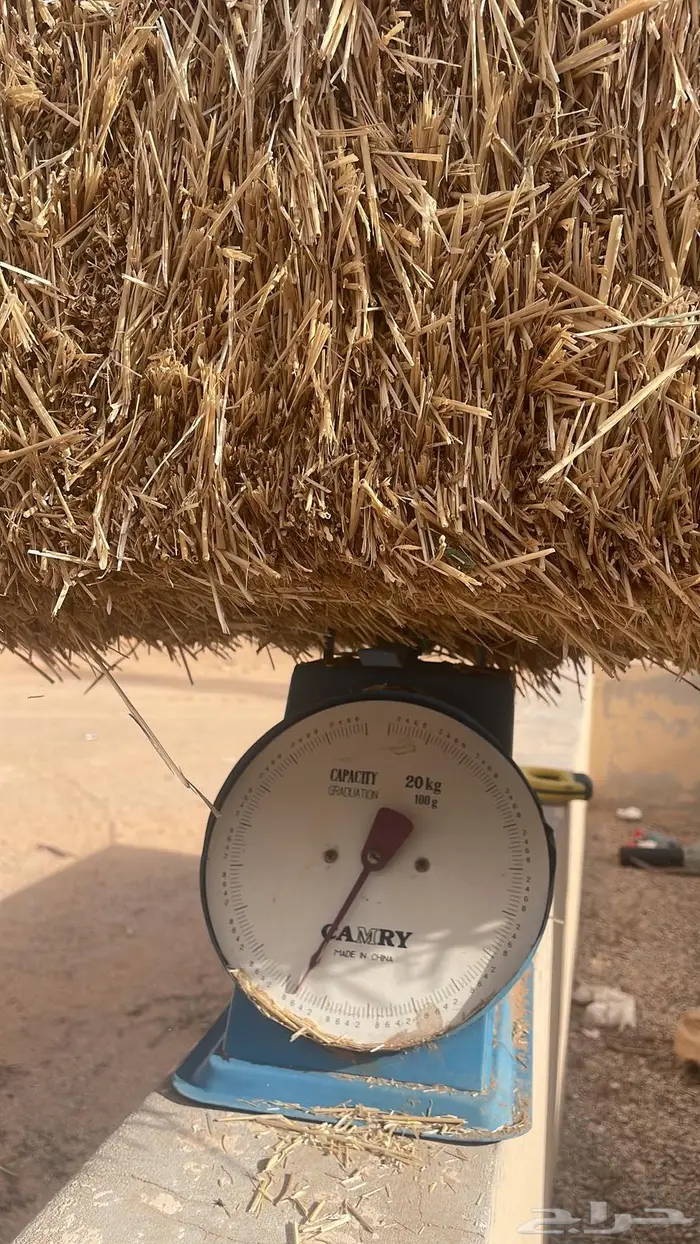 تبن بر معيه فاخر جدا 800 لبنه فقط البيع جمله ( تم البيع ( 1