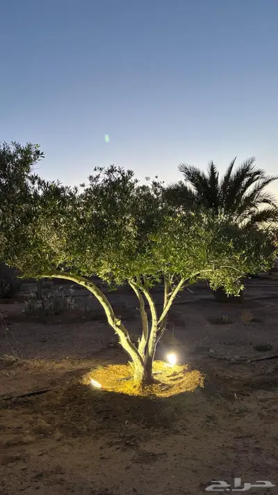اشجار زيتون زينه 3