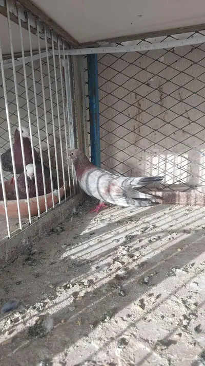 للبيع زوج صنعاني تم البيييع 1