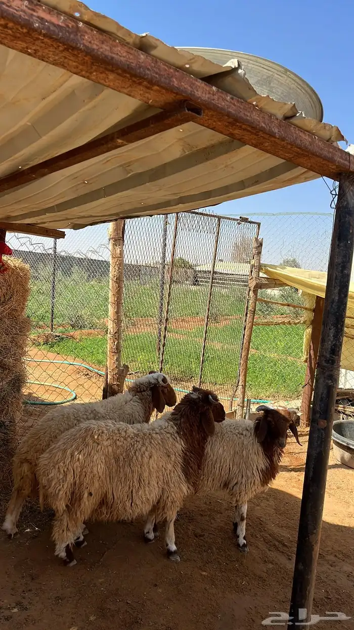 ذبايح بريه 4