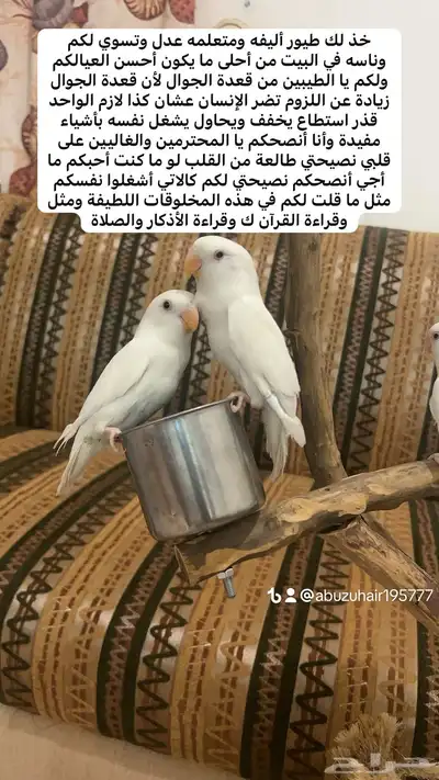 طيور روز أليفة لطيفين ولاعبين واللي يبغى زين يلحق عليه 0