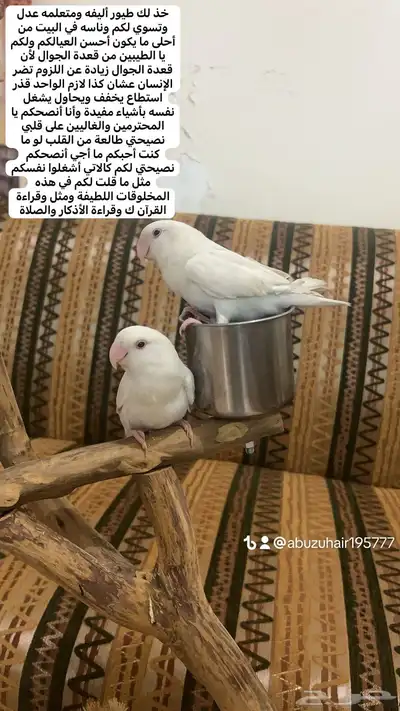 طيور روز أليفة لطيفين ولاعبين واللي يبغى زين يلحق عليه 1