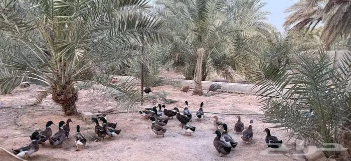 بط بلدي ودجاج فيومي للبيع في المزاحمية 1