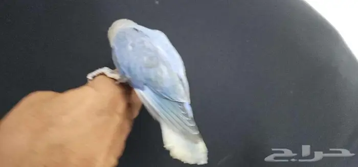 طأئر روز هدد اليف فايلوت 7