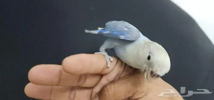 طأئر روز هدد اليف فايلوت 5