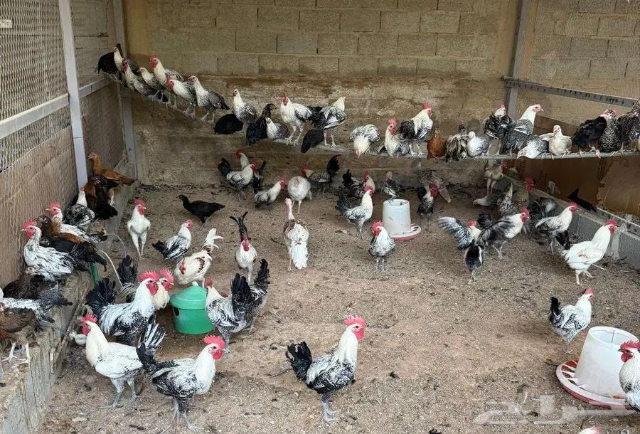 بط بلدي ودجاج فيومي للبيع في المزاحمية 0
