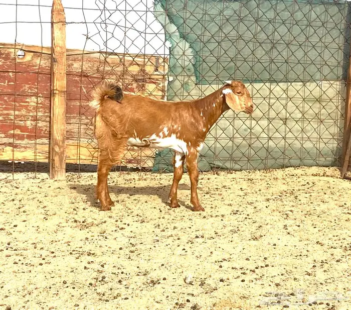 تيس للبيع 3