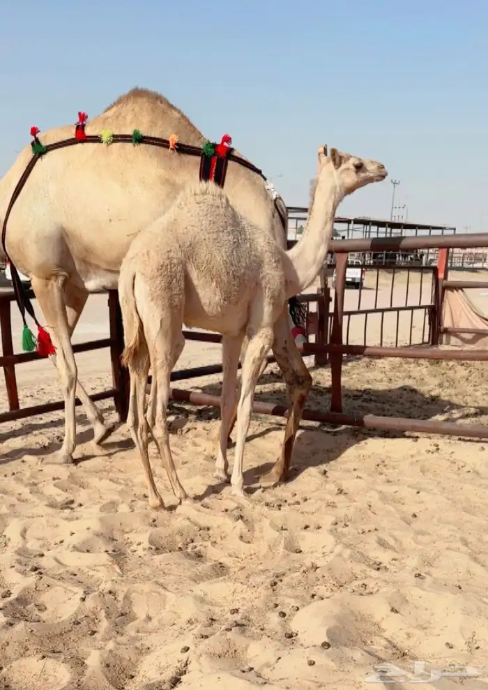 خلفه تحتها بكره للبيع هجن 1