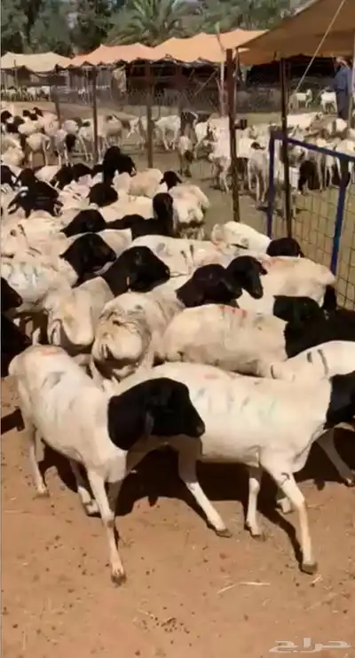 بربري تيوس وطليان للكميات الكبيره ب 460 2