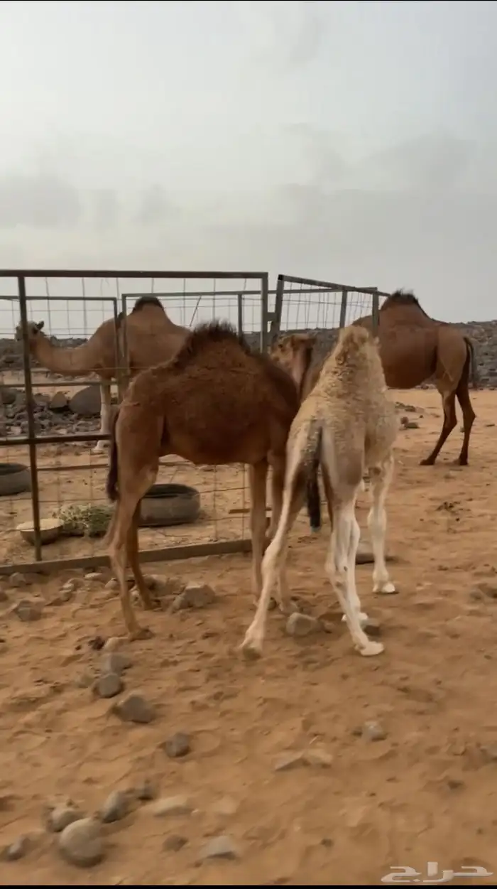 حشو للبيع 1