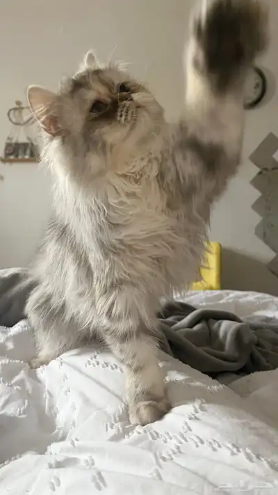 قطط 1