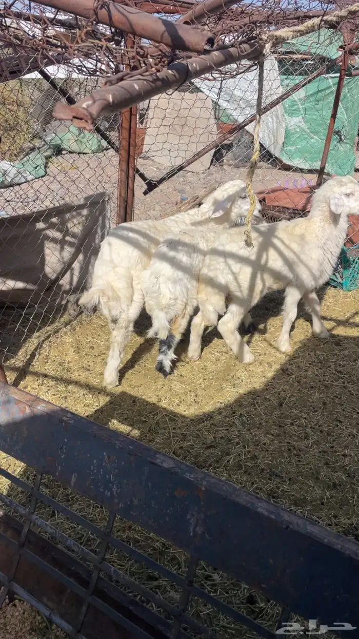 طليان تربيه 0