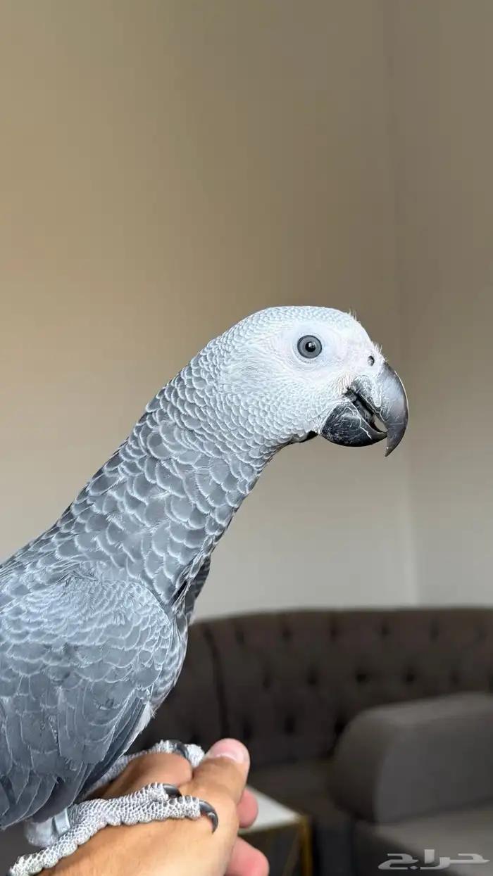 كاسكو العمر 5 شهور هدد داخلي نشبه متكلم 1