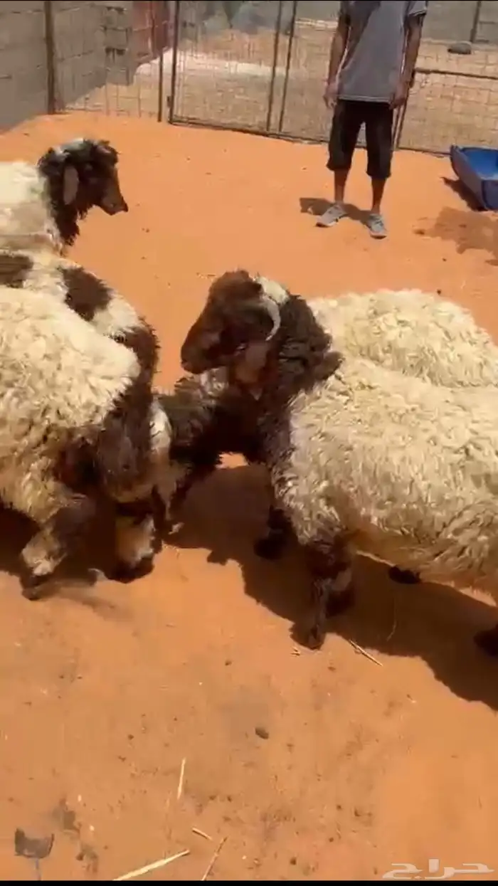 هرافى طيبه للبيع 2