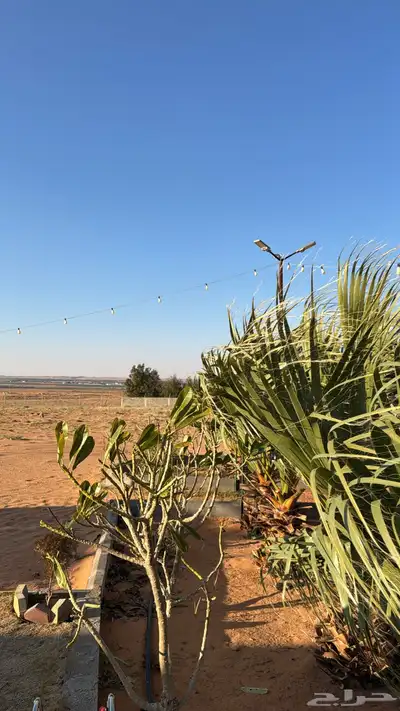 للبيع بالجلف 24