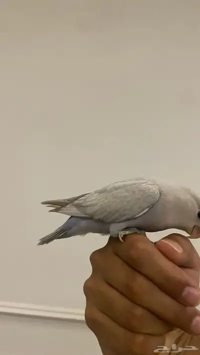 روز اليف هدد 1