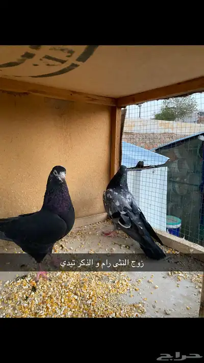 حمام باكستاني.طيار 35