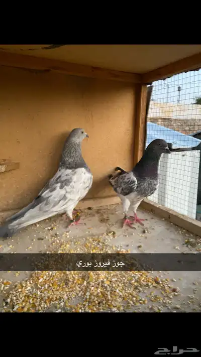 حمام باكستاني.طيار 37