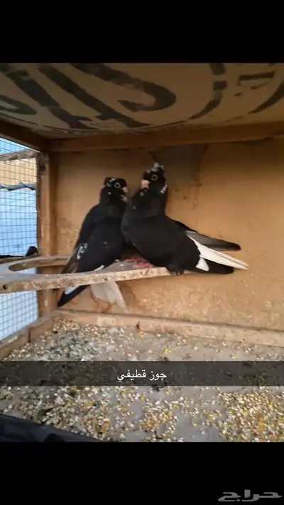 حمام باكستاني.طيار 40