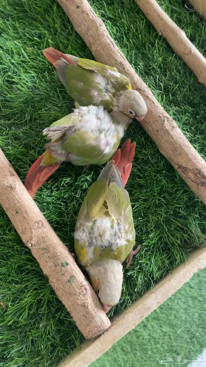فروخ كنيور 6