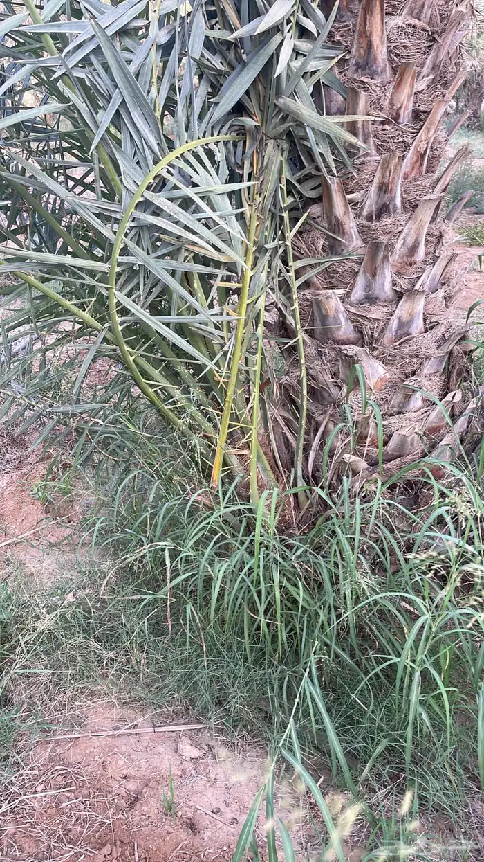 فسائل نخل خضري ويوجد لدينا هلالي درجه اولى 1