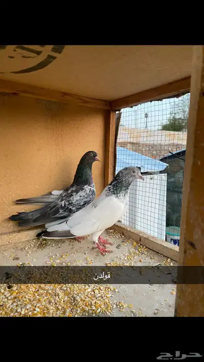 حمام باكستاني.طيار 32
