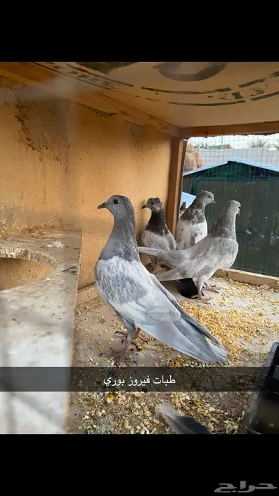 حمام باكستاني.طيار 33