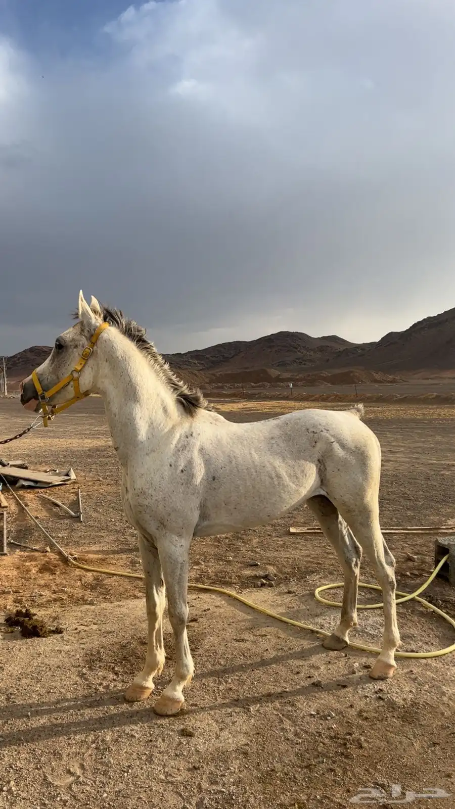 حصان شعبي 1