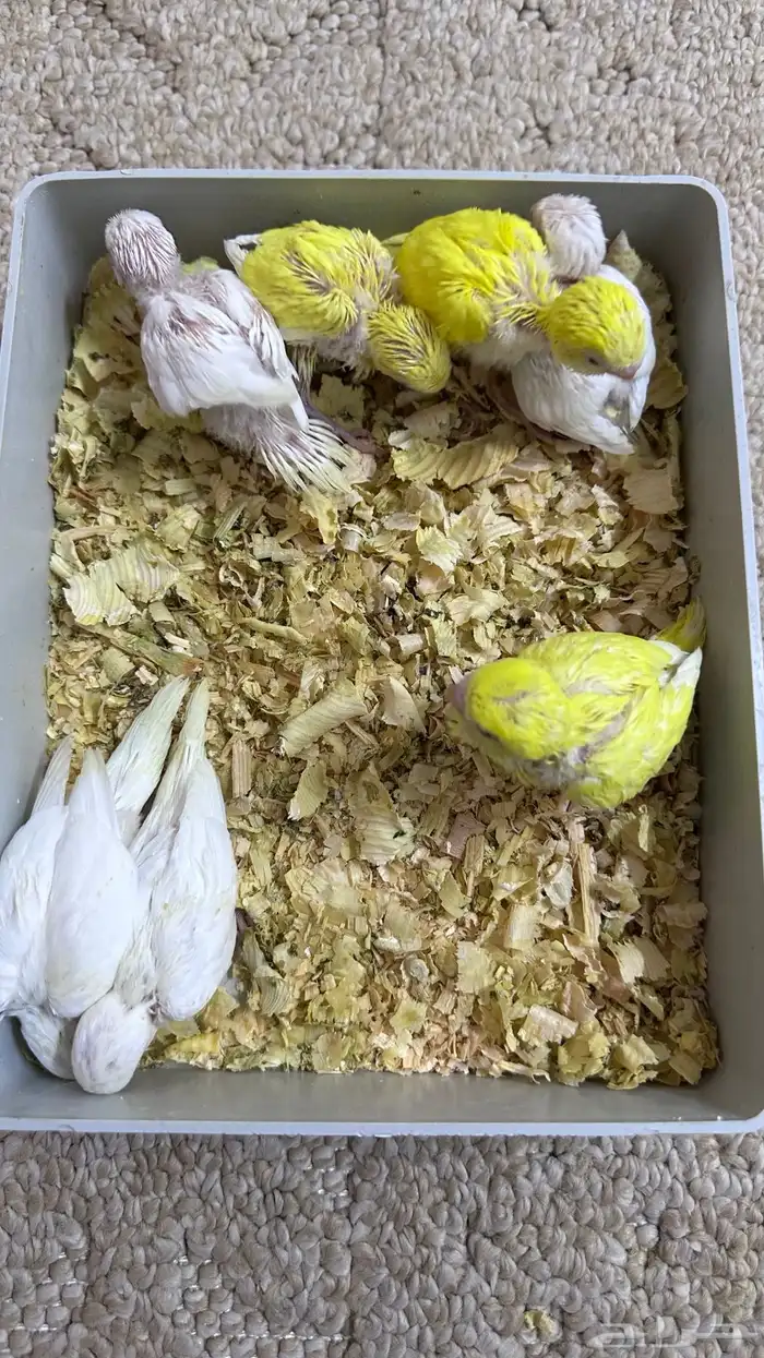 فروخ بادجي لاتينو البينو غر 1