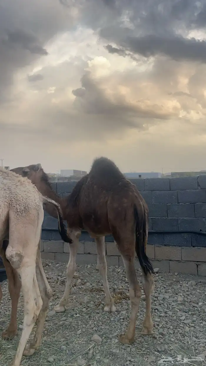 قعدان مفاريد ناهية ( تم البيع) 2