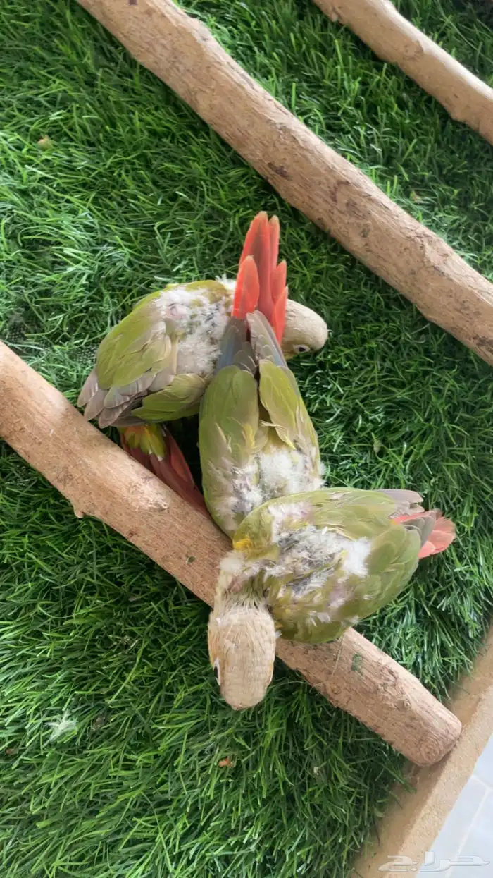 فروخ كنيور 2