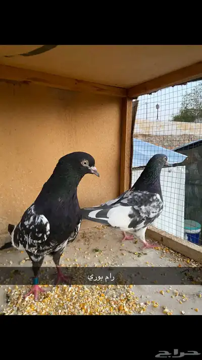 حمام باكستاني.طيار 36