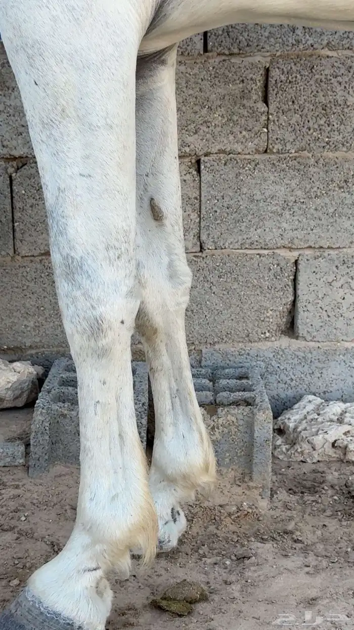 حصان واهو مصري اصيل 1