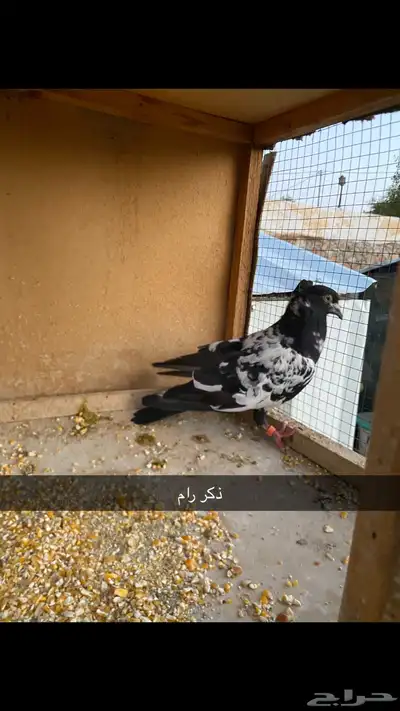 حمام باكستاني.طيار 38