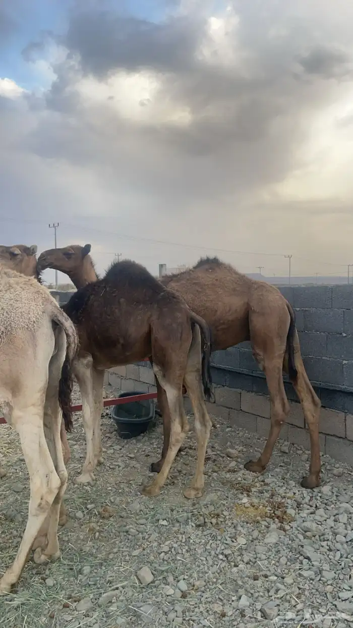 قعدان مفاريد ناهية ( تم البيع) 0