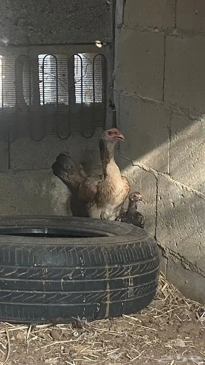 تم البيع 0