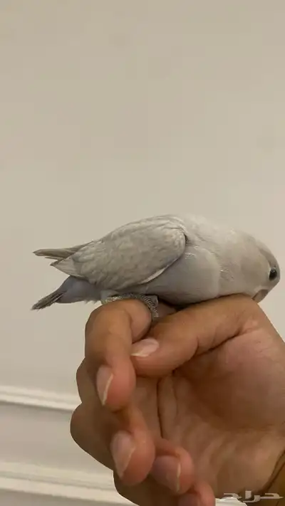 روز اليف هدد 2