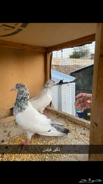 حمام باكستاني.طيار 31