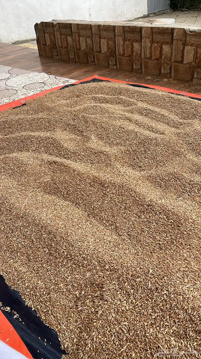 بر تنومة قياضي وعضوي على الشرط 9