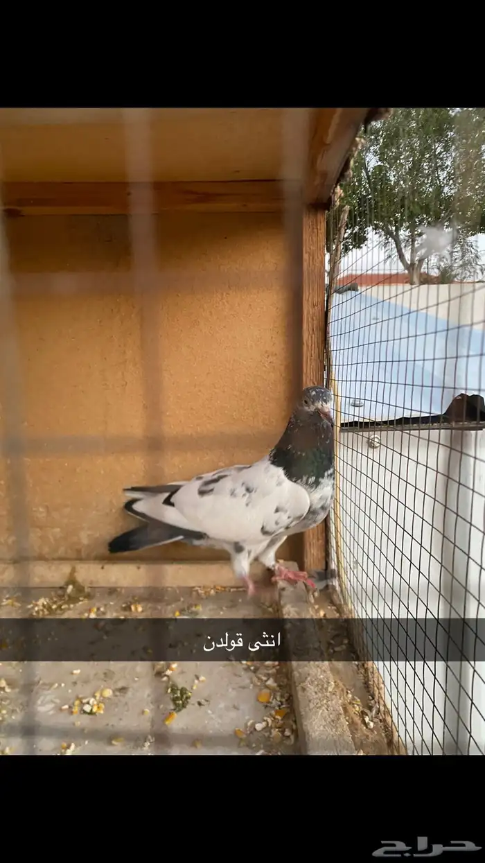 حمام باكستاني.طيار 34