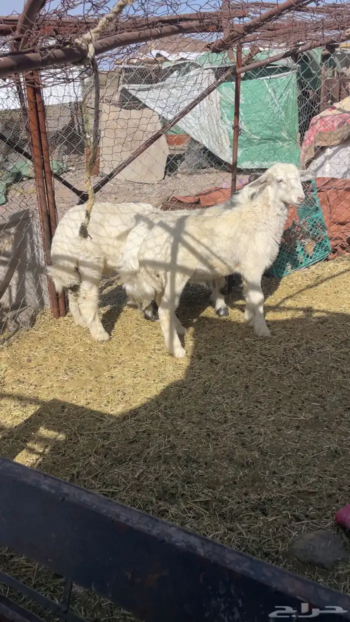 طليان تربيه 1