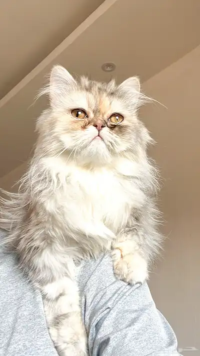 قطط 0