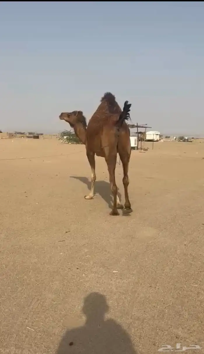بكره ساحليه لقحه 0